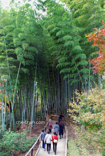 Bamboo Grove @ Kodai-ji, Kyoto